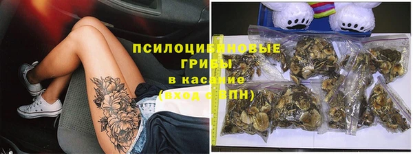 прущие грибы Абаза